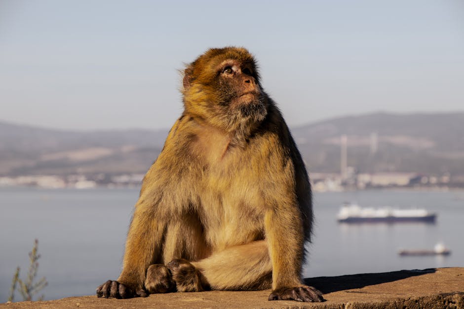 陪月課程的重要性與選擇指南