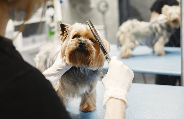 寵物美容課程：讓你的毛小孩變時尚明星